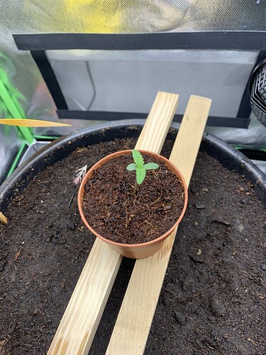 Growreport Bild 2