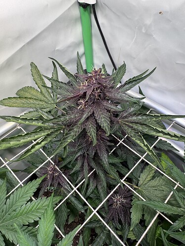 Growreport Bild 29