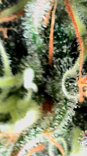Growreport Bild 10