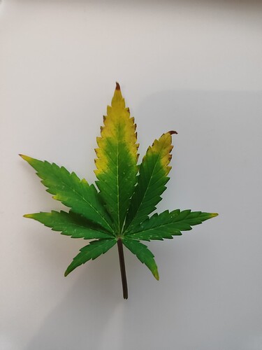 Growreport Bild 4