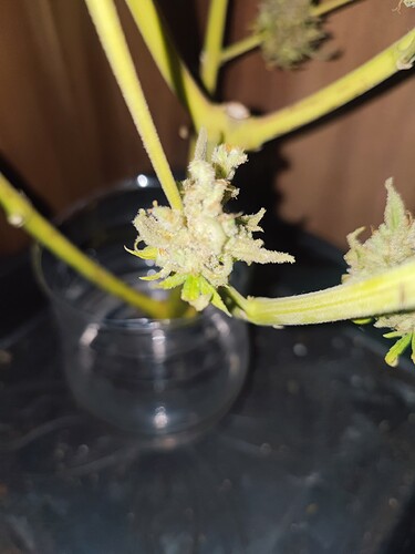 Growreport Bild 44