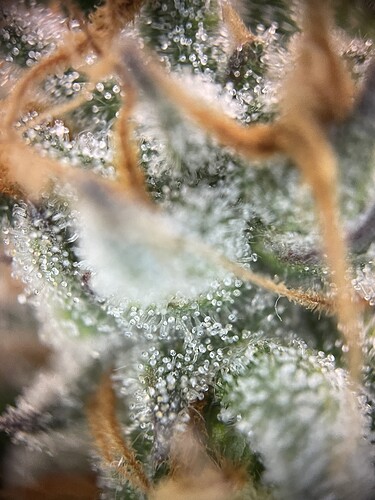 Growreport Bild 22
