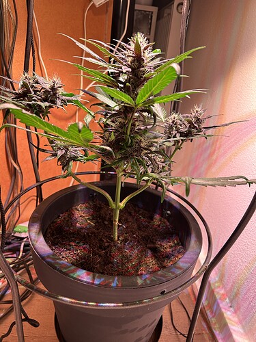 Growreport Bild 24