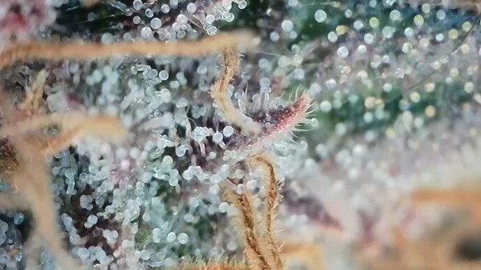 Indoor Grow: 3x RQS Pink Runtz fem. Photo