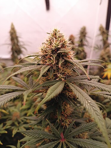 Growreport Bild 20