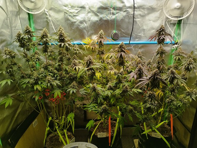 Growreport Bild 13