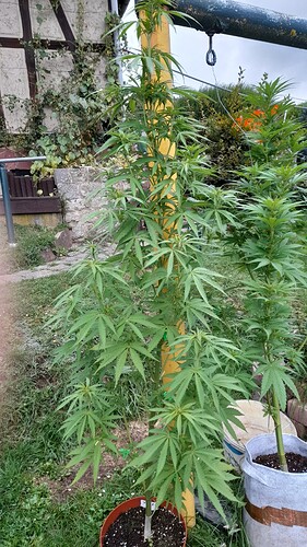Growreport Bild 13