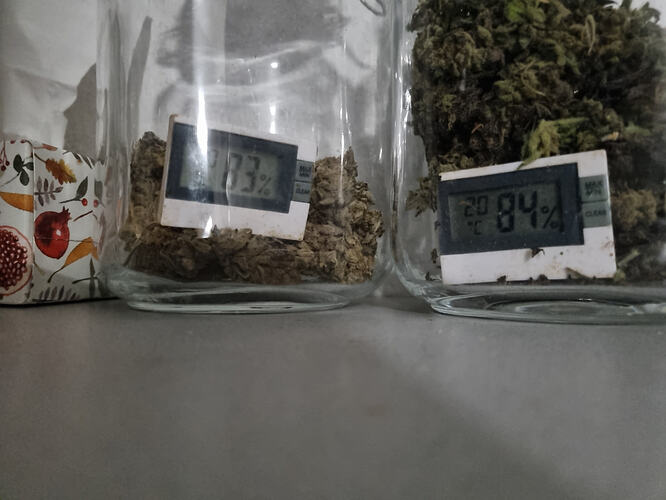Zwei Gläser mit Cannabis-Buds, jeweils mit einem kleinen digitalen Hygrometer ausgestattet. Das linke Hygrometer zeigt 73% an, das rechte 84%.