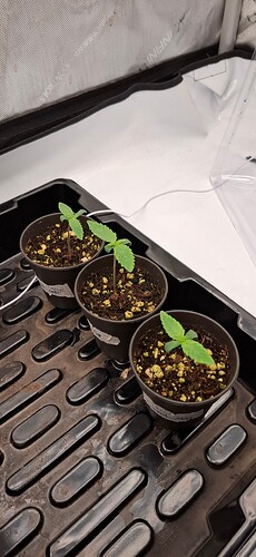 Growreport Bild 10