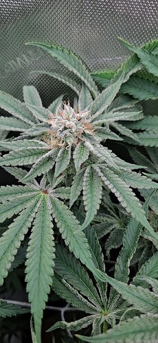 Growreport Bild 19