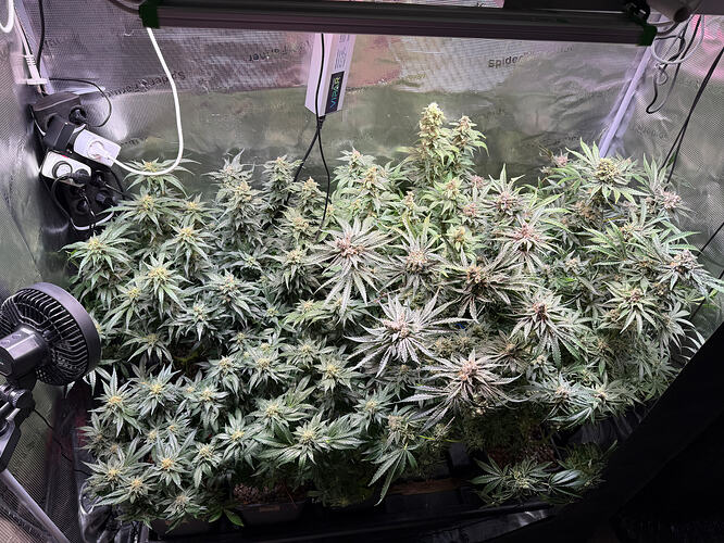 Growreport Bild 56