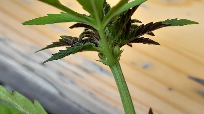 Growreport Bild 1