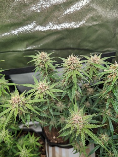 Growreport Bild 6