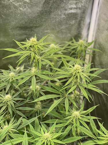 Growreport Bild 6