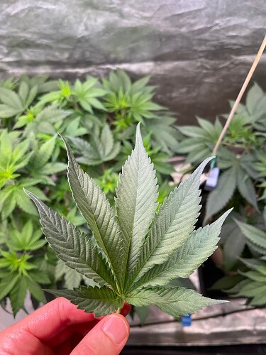 Growreport Bild 2
