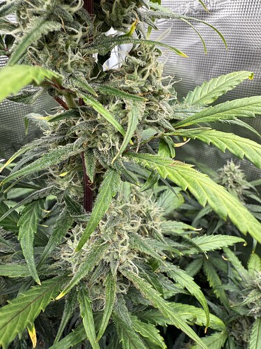 Growreport Bild 27