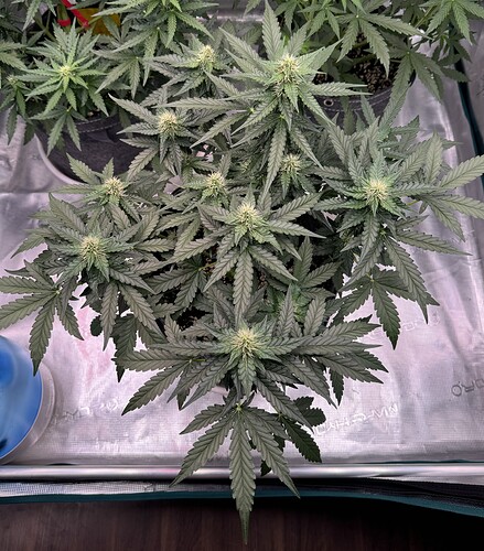 Growreport Bild 31