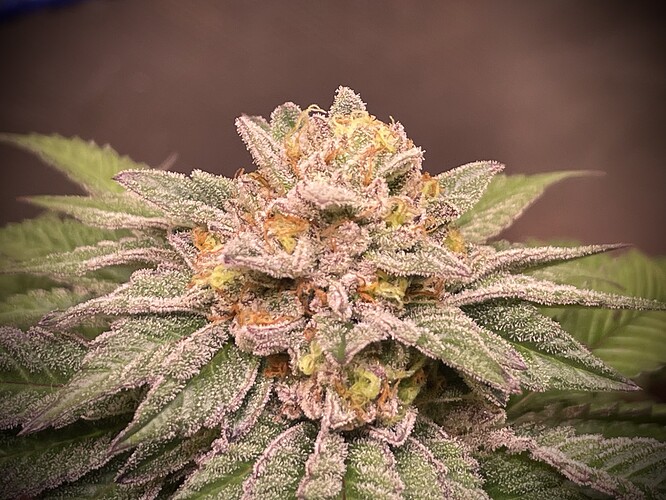 Growreport Bild 4