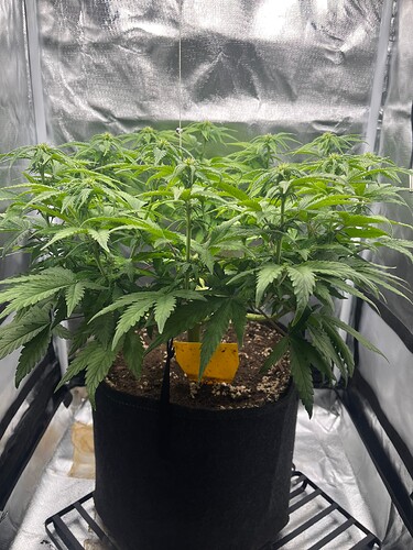 Growreport Bild 4