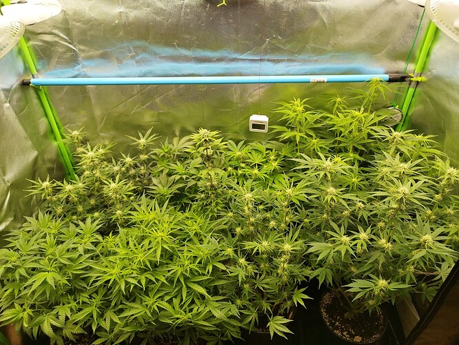 Autos Tag 42