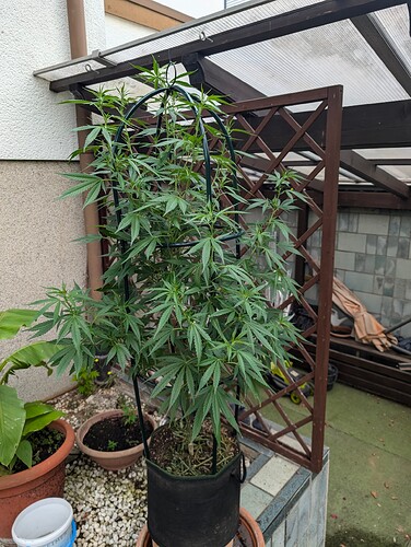 PXL_20240727_115335123