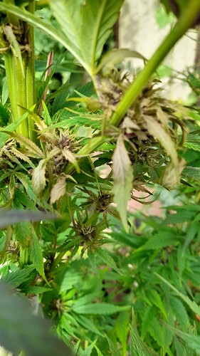 Growreport Bild 6