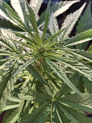 Growreport Bild 47