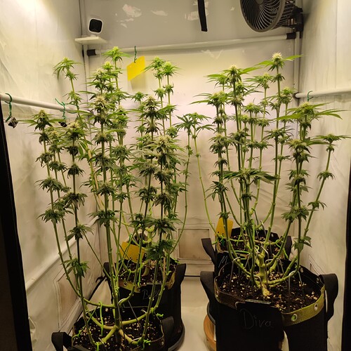 Growreport Bild 5