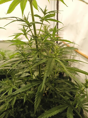 Growreport Bild 31