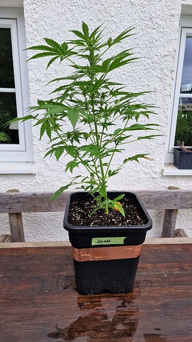Growreport Bild 5