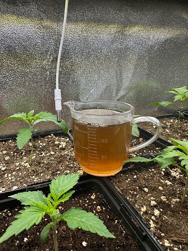 Growreport Bild 38