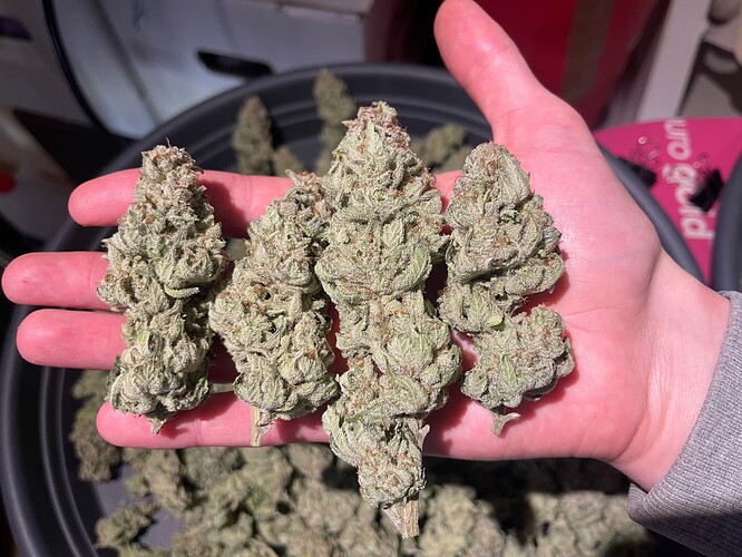 Growreport Bild 64