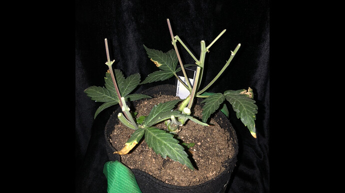 Growreport Bild 16
