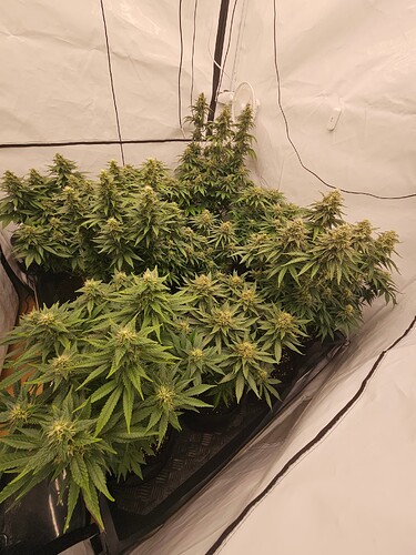 Growreport Bild 1