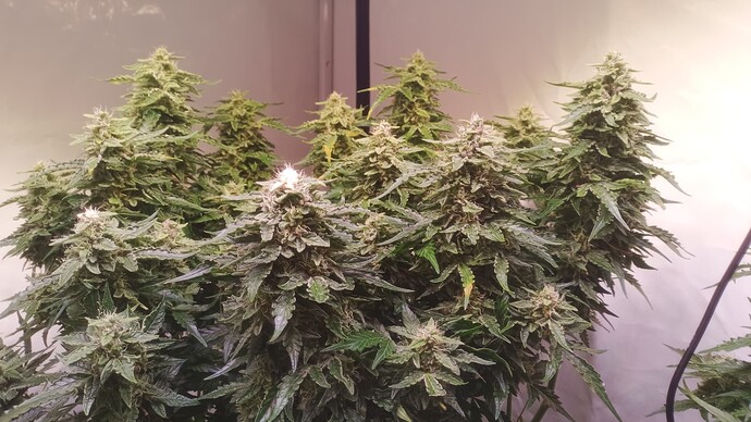 Growreport Bild 8