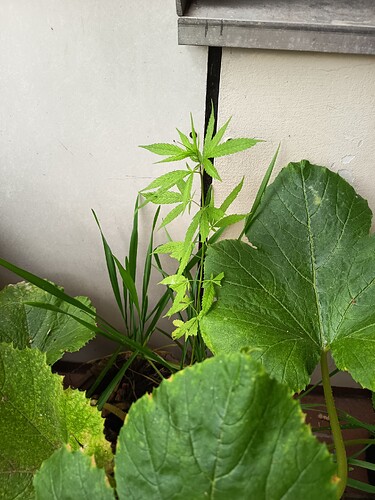 Growreport Bild 3