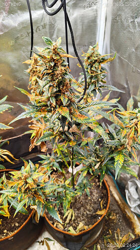 Growreport Bild 7