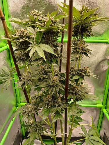 Growreport Bild 12
