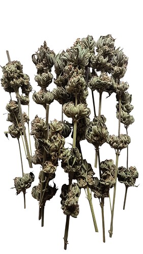 Growreport Bild 55