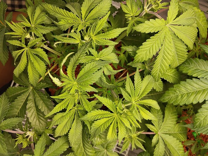 Growreport Bild 17