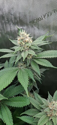 Growreport Bild 16