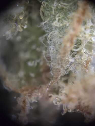 Growreport Bild 6