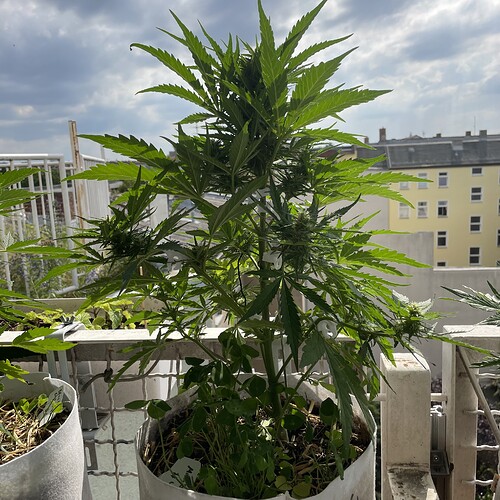 Growreport Bild 8