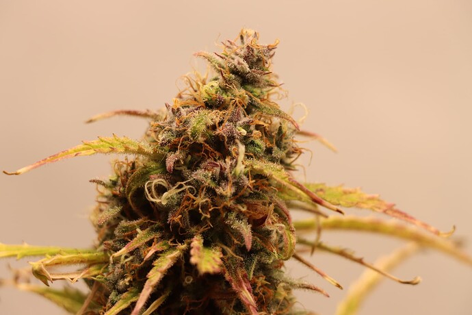 Growreport Bild 6
