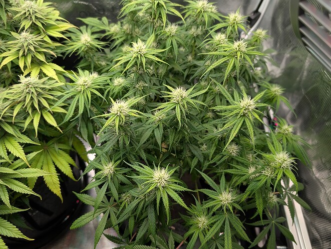 Growreport Bild 13