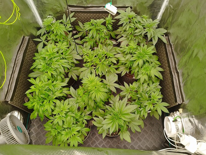 Growreport Bild 3