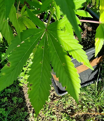 Growreport Bild 44