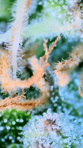 Growreport Bild 19