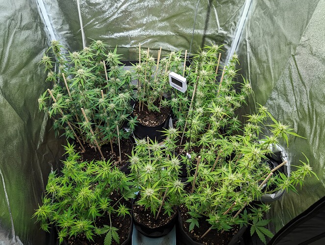 Growreport Bild 2
