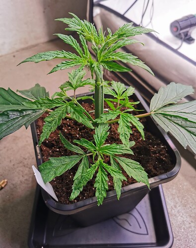 Growreport Bild 5